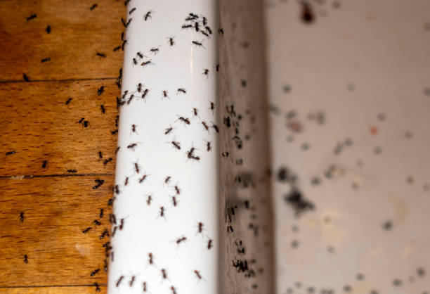 Best Mosquito Control Services  in Lden, MA