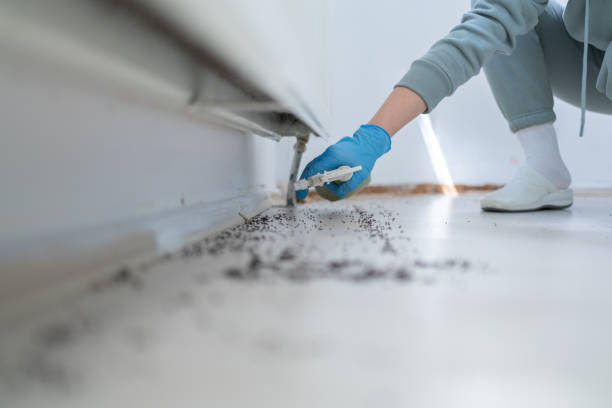 Best Local Pest Control Services  in Lden, MA